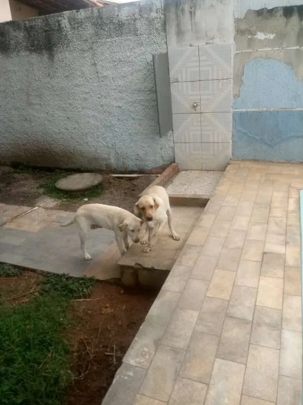 Cachorro ra a Labrador idade 7 a 11 meses nome Natara e Bartolomeu