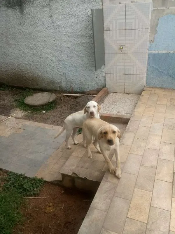 Cachorro ra a Labrador idade 7 a 11 meses nome Natara e Bartolomeu