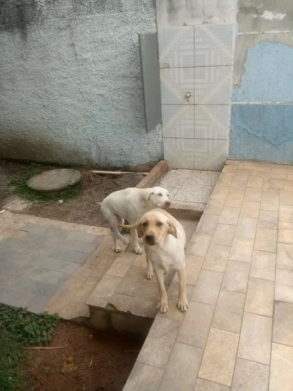 Cachorro ra a Labrador idade 7 a 11 meses nome Natara e Bartolomeu