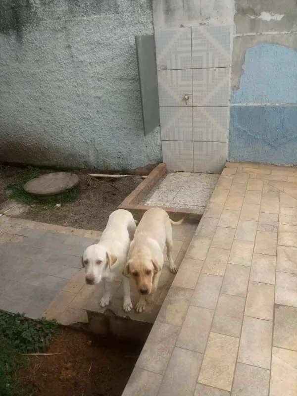 Cachorro ra a Labrador idade 7 a 11 meses nome Natara e Bartolomeu