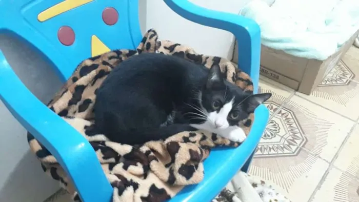 Gato ra a SRD idade 2 a 6 meses nome Cersei