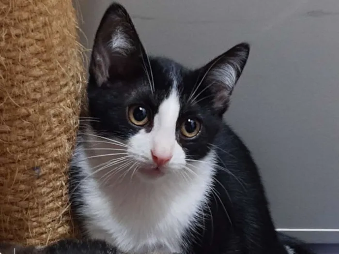 Gato ra a SRD idade 2 a 6 meses nome Cersei