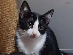 Gato raça SRD idade 2 a 6 meses nome Cersei