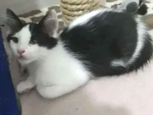 Gato raça SRD idade 2 a 6 meses nome Robb