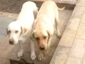 Cachorro raça Labrador idade 7 a 11 meses nome Natara e Bartolomeu