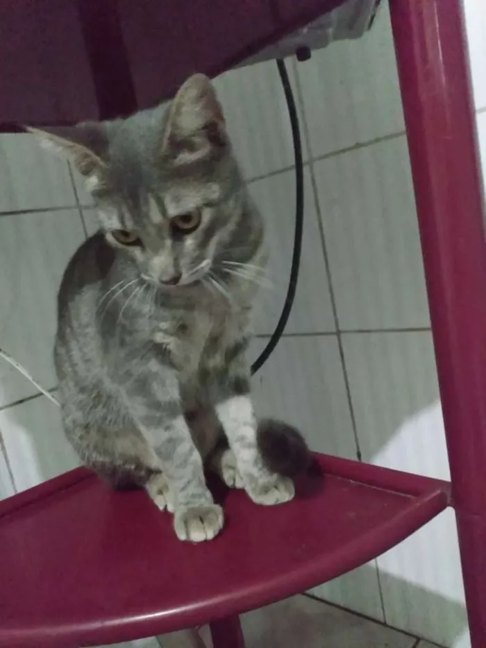 Gato ra a Pelo Curto Brasileiro idade 7 a 11 meses nome Rosita