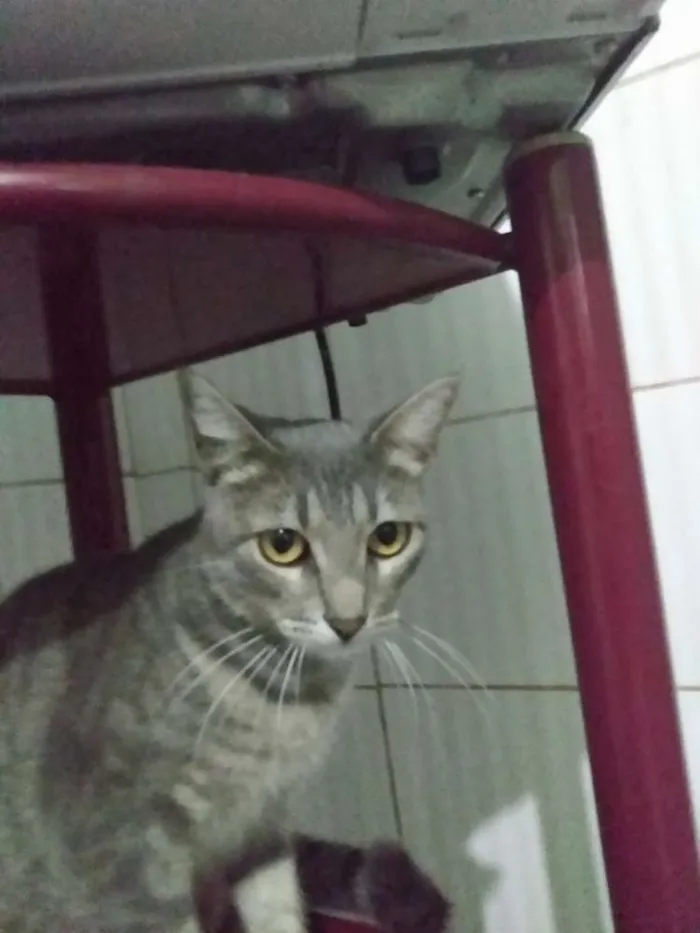 Gato ra a Pelo Curto Brasileiro idade 7 a 11 meses nome Rosita