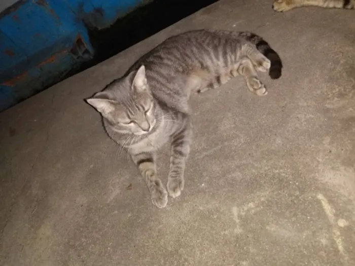 Gato ra a Pelo Curto Brasileiro idade 7 a 11 meses nome Rosita