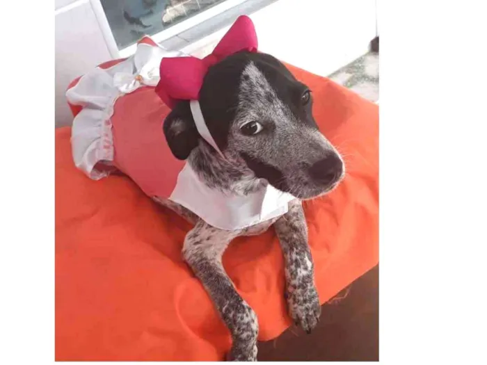 Cachorro ra a srd idade 2 a 6 meses nome Floquinho