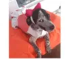 Floquinho