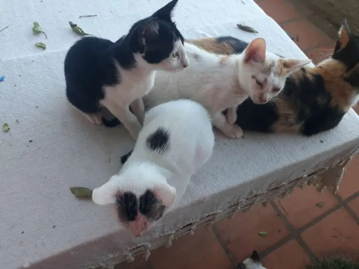 Gato raça Sem raça  idade 2 a 6 meses nome Indefinido