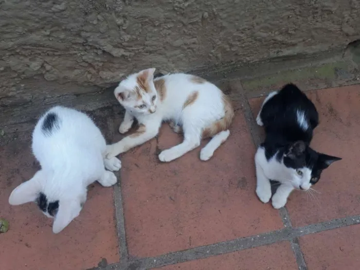 Gato raça Sem raça  idade 2 a 6 meses nome Indefinido