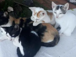 Gato raça Sem raça  idade 2 a 6 meses nome Indefinido