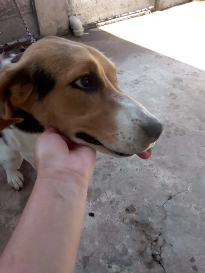 Cachorro ra a beagle idade 2 a 6 meses nome shakira