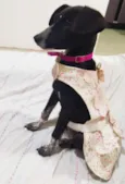 Julieta