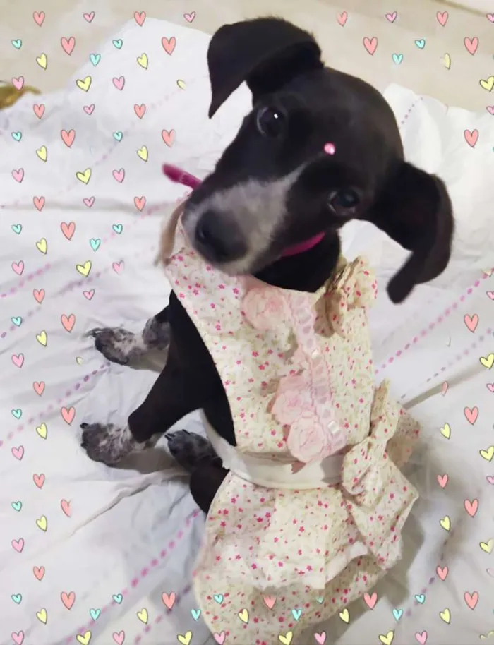 Cachorro ra a  idade 2 a 6 meses nome Julieta