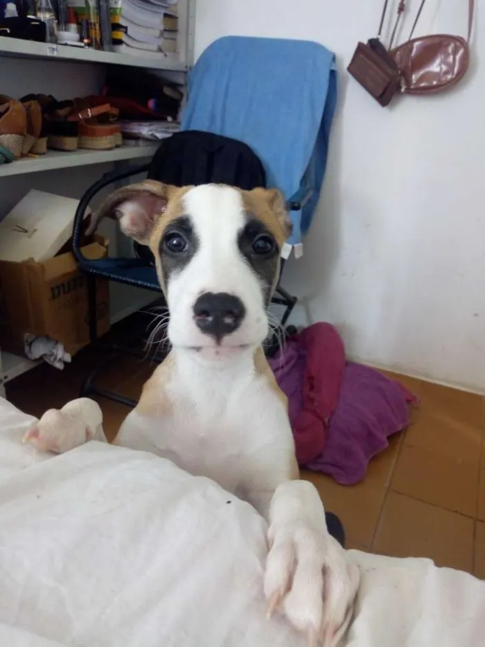 Cachorro raça Vira-lata idade 2 a 6 meses nome Billy