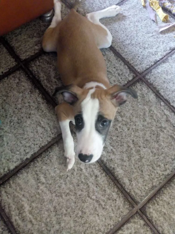Cachorro raça Vira-lata idade 2 a 6 meses nome Billy