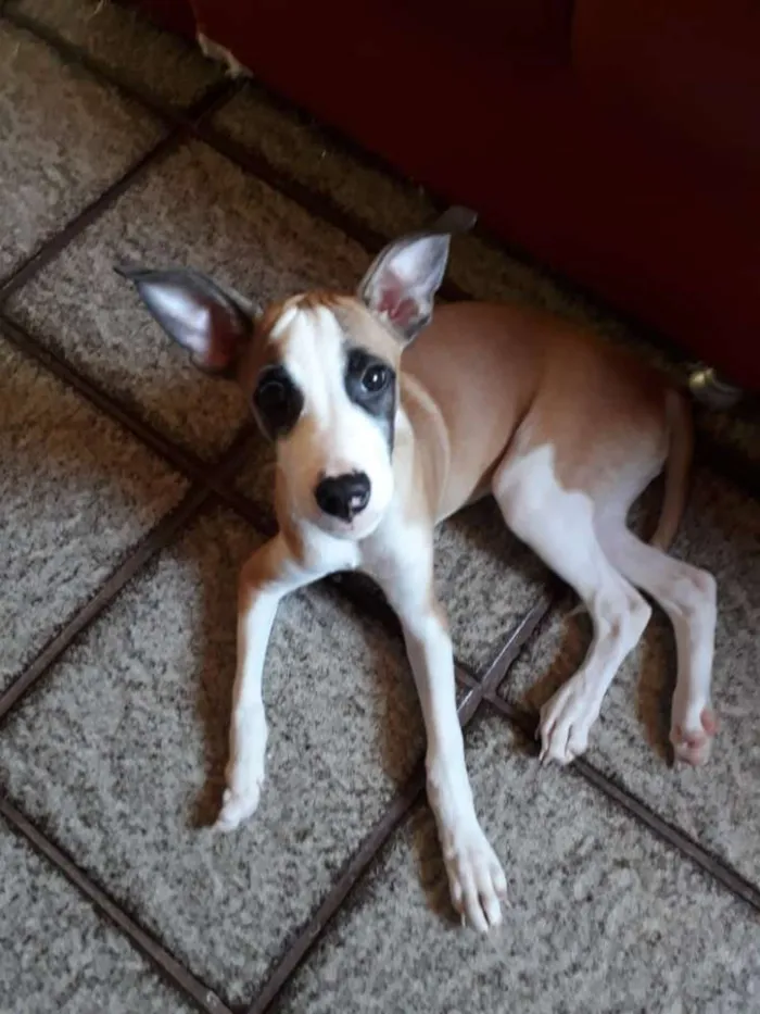 Cachorro raça Vira-lata idade 2 a 6 meses nome Billy