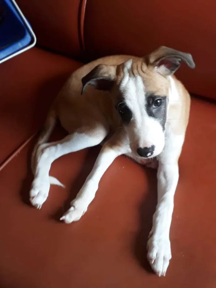 Cachorro raça Vira-lata idade 2 a 6 meses nome Billy