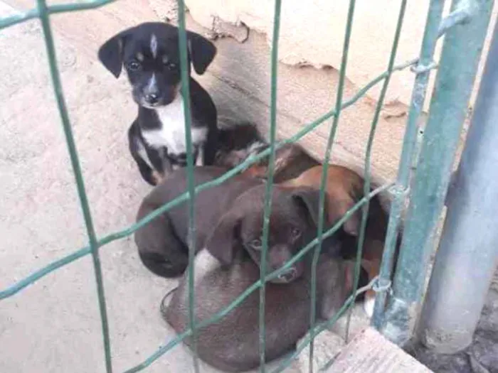 Cachorro ra a Vira lata idade Abaixo de 2 meses nome Sem nome ainda