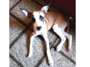 Cachorro raça Vira-lata idade 2 a 6 meses nome Billy