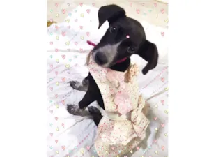 Cachorro raça  idade 2 a 6 meses nome Julieta