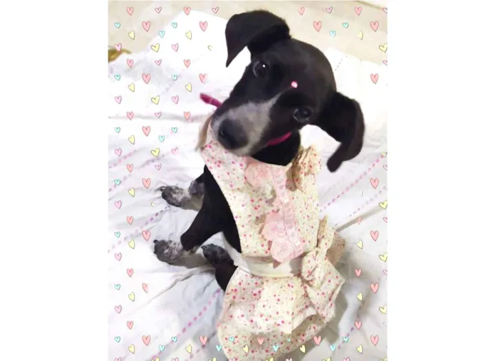 Cachorro ra a  idade 2 a 6 meses nome Julieta