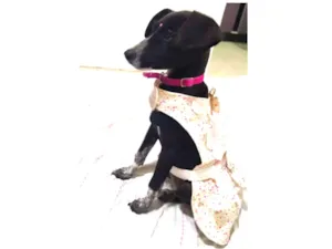 Cachorro raça Srd idade 2 a 6 meses nome Julieta