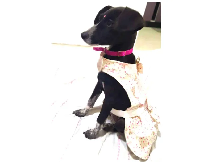 Cachorro ra a Srd idade 2 a 6 meses nome Julieta