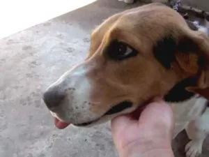 Cachorro raça beagle idade 2 a 6 meses nome shakira
