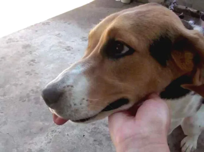 Cachorro ra a beagle idade 2 a 6 meses nome shakira