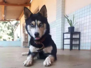 Cachorro raça Husky  idade 1 ano nome Luna