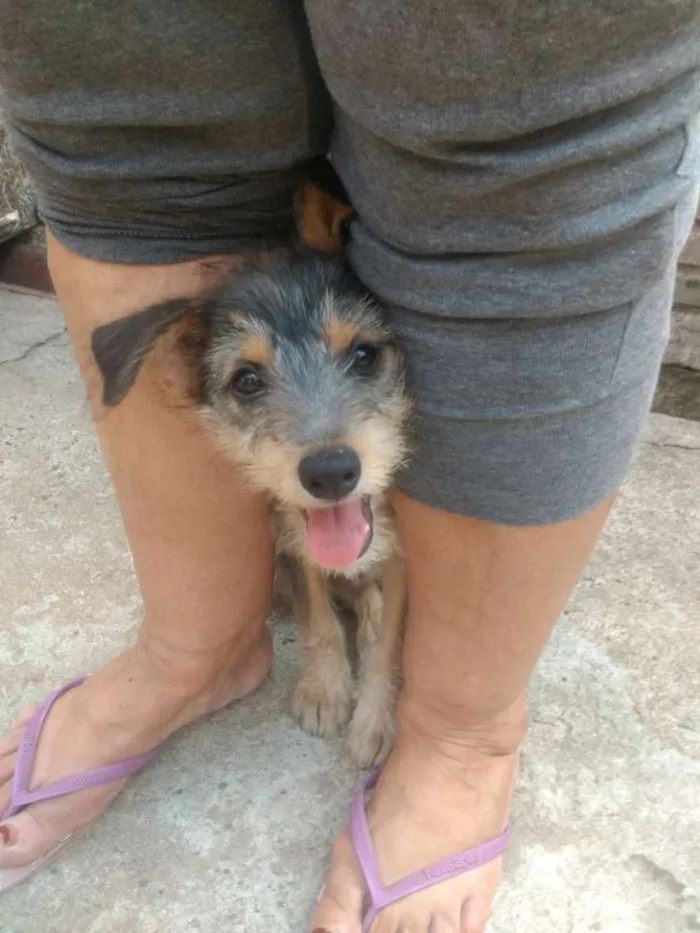 Cachorro ra a SRD idade 2 a 6 meses nome Amora