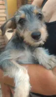 Amora