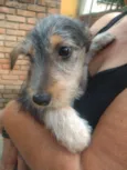 Amora