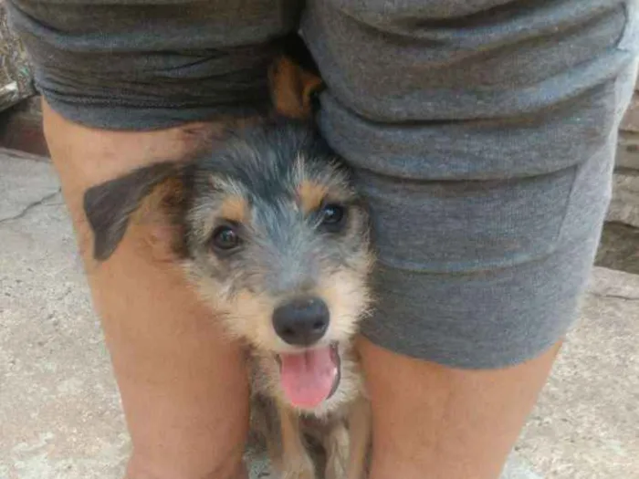 Cachorro ra a SRD idade 2 a 6 meses nome Amora