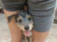 Amora