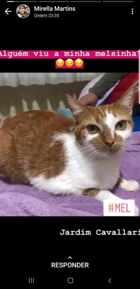 Gato ra a  idade 3 anos nome Mel