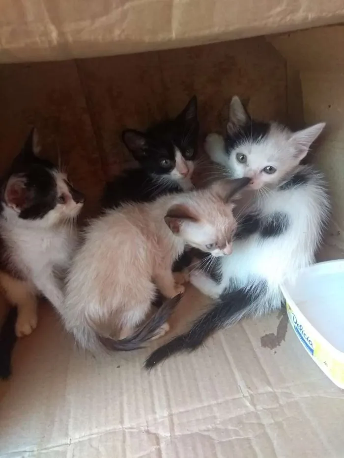 Gato raça Srd idade Abaixo de 2 meses nome Sem nomes