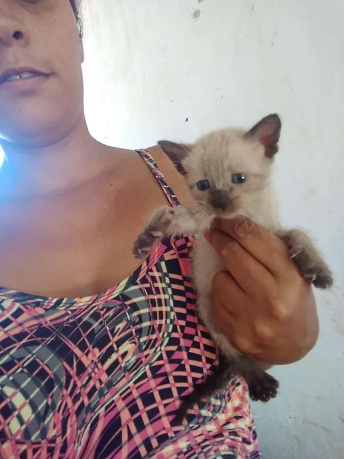 Gato raça Siamês idade Abaixo de 2 meses nome Sem nome