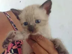 Gato raça Siamês idade Abaixo de 2 meses nome Sem nome
