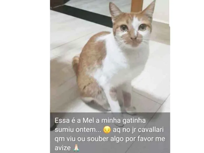 Gato ra a  idade 3 anos nome Mel