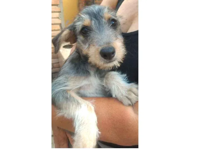 Cachorro ra a SRD idade 2 a 6 meses nome Amora