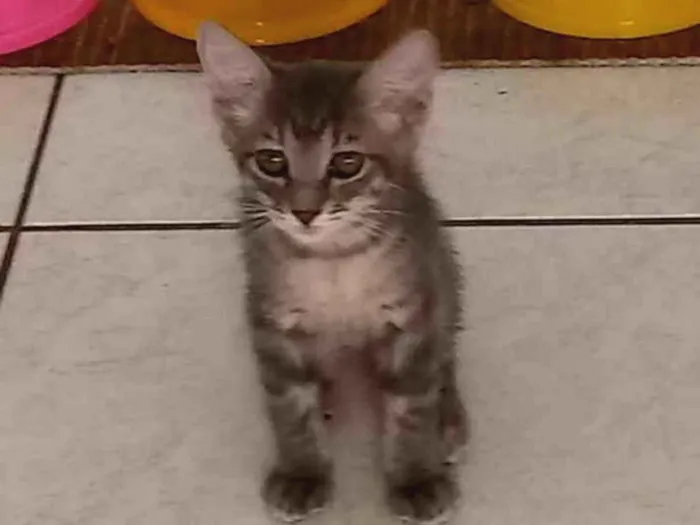 Gato ra a Mestiço  idade 2 a 6 meses nome Sem nome 