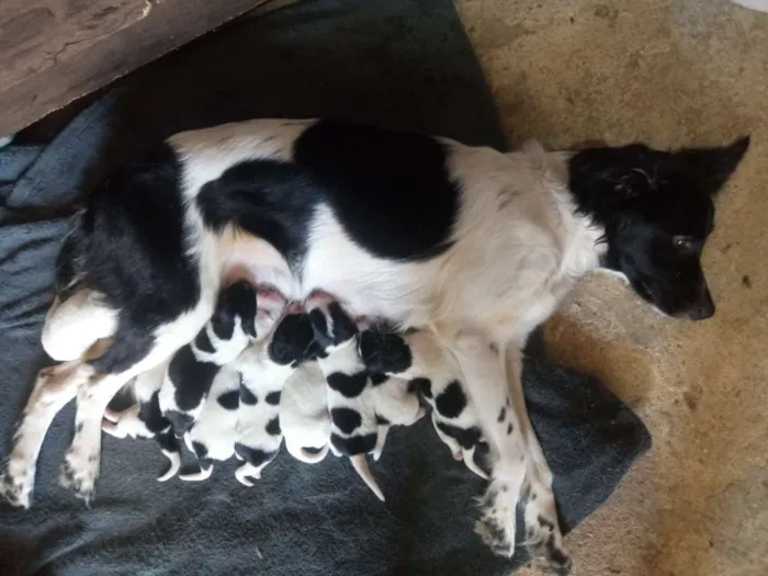 Cachorro ra a Mestiça idade 2 a 6 meses nome  Varias fêmeas 