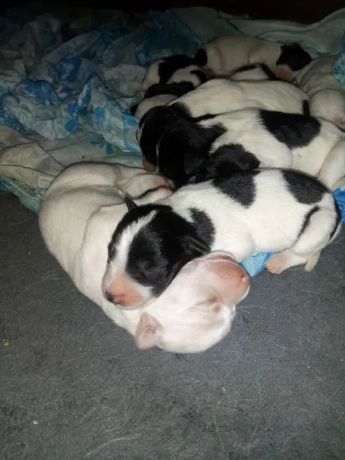 Cachorro ra a Mestiça idade 2 a 6 meses nome  Varias fêmeas 