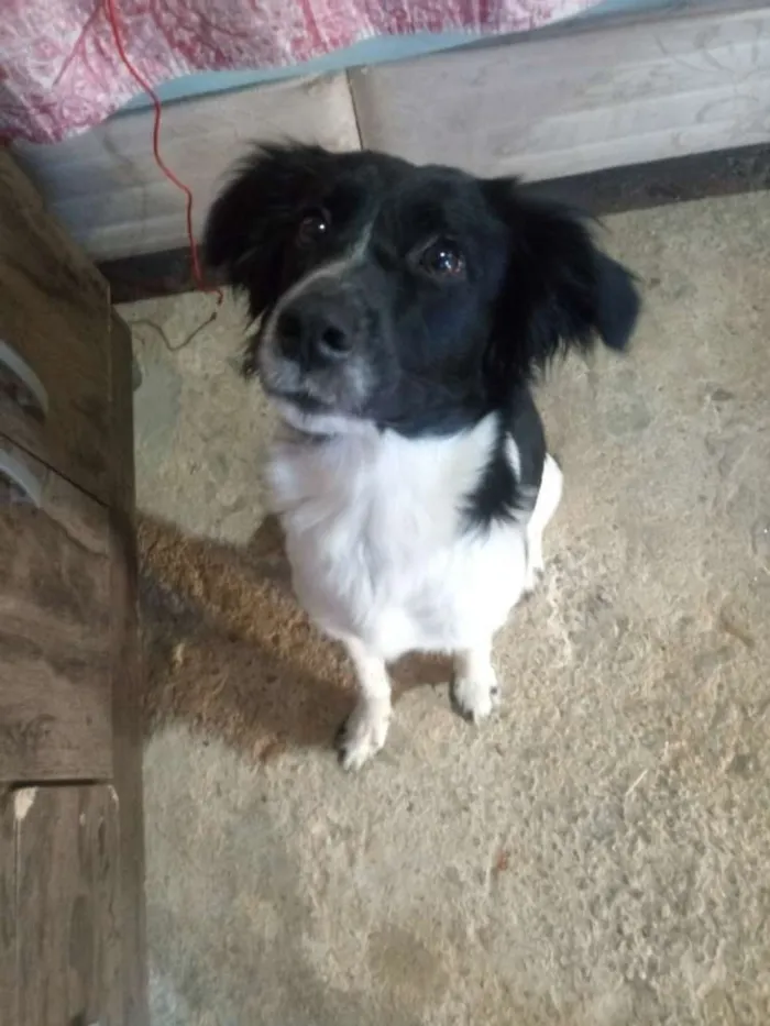 Cachorro ra a Mestiça idade 2 a 6 meses nome  Varias fêmeas 