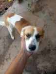  Varias fêmeas 