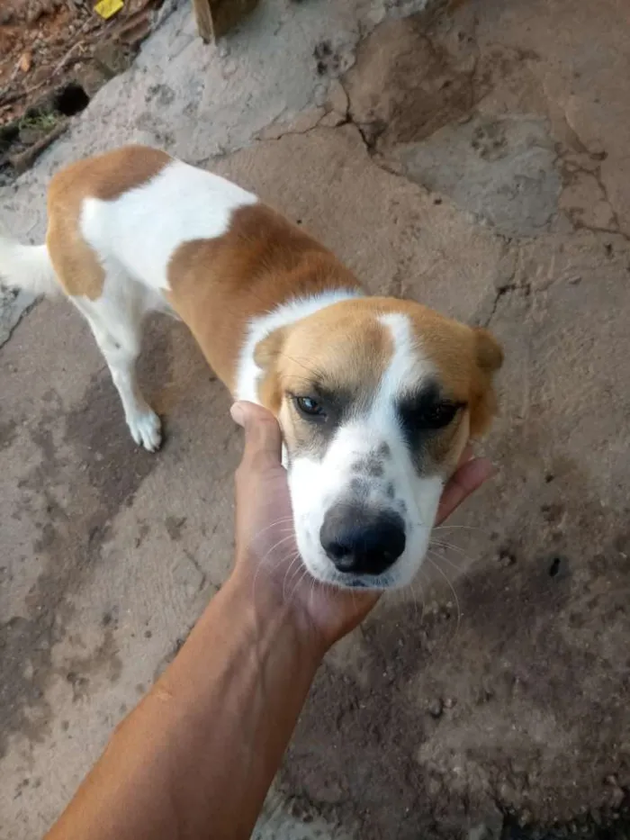 Cachorro ra a Mestiça idade 2 a 6 meses nome  Varias fêmeas 